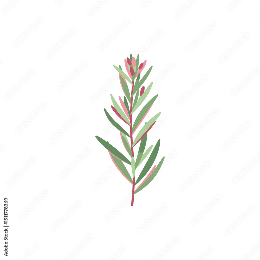 Obraz premium Tarragon Plant with Subtle Color Layers Soft Culinary Herb Botanical Vector Design