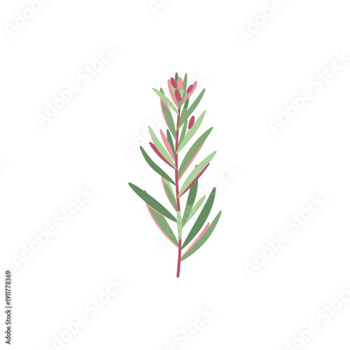 Tarragon Plant with Subtle Color Layers Soft Culinary Herb Botanical Vector Design