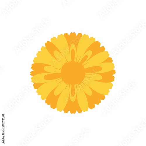 Calendula Flower Head with Dense Petals Detailed Floral Vector Botanical Illustration
