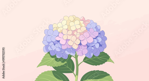 Soft pastels bloom in a hydrangea cluster against a muted pink background