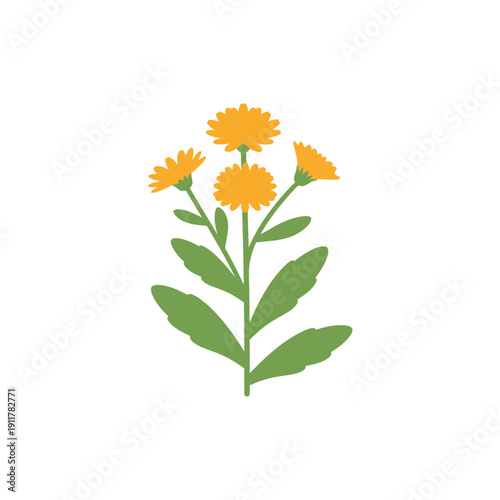Calendula Plant with Simple Botanical Style Clean Vector Illustration Herbal Design