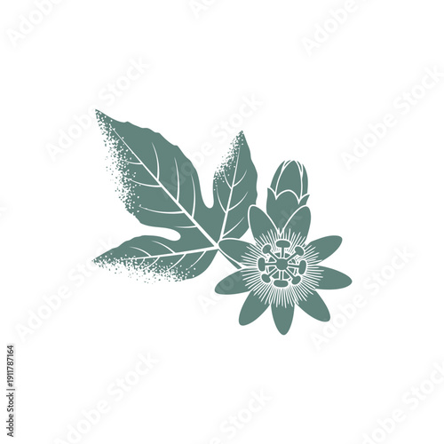 Passionflower Leaf with Glaucous Coating and Solid Color Bloom, Detailed Vector