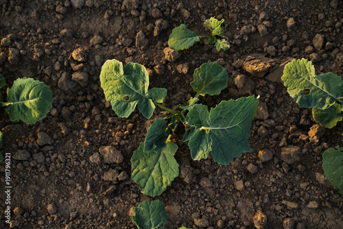 Obraz na plátně Young oilseed rapeseed and canola plants growing in rows on fertile soil, agricu