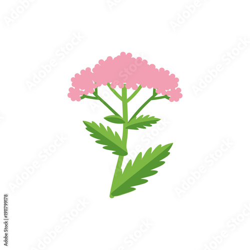 Yarrow Firefly Rose with Pink Flowers and Bright Green Leaves, Flat Botanical Vector Illustration