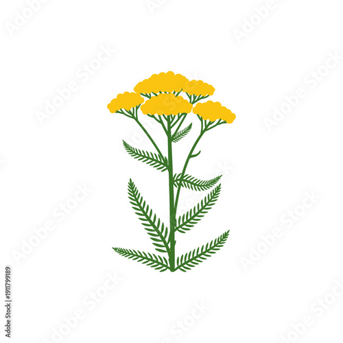 Yarrow Gold Plate with Deep Yellow Flowers and Dark Green Leaves, Flat Botanical Vector Illustration
