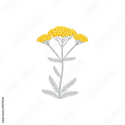 Yarrow Desert Eve Yellow Golden Flowers with Silver Foliage Flat 2D Vector Icon in Minimal Style