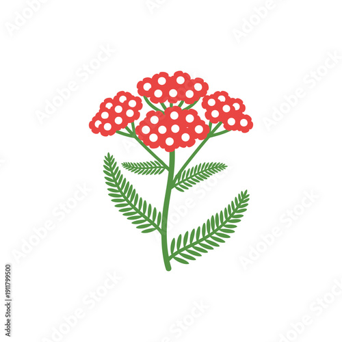 Yarrow Strawberry Seduction Red Flowers with White Centers and Green Leaves Vector