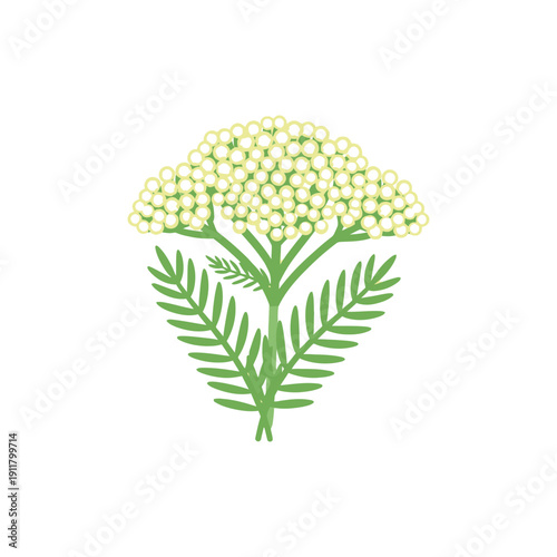Pale Yellow Yarrow 'Hella Glashoff' Turning Cream with Ferny Leaves, Minimal Botanical Vector