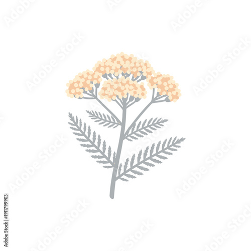 Yarrow Chamois Pearl with Creamy Peach Flowers and Silver Leaves, Flat Botanical Vector Illustration