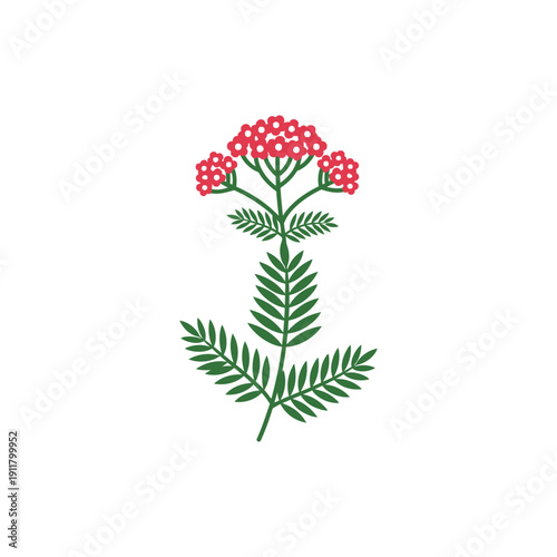 Yarrow Rot Zwerg Red Dwarf Tiny Crimson Flower Heads with Dark Green Leaves Flat Vector