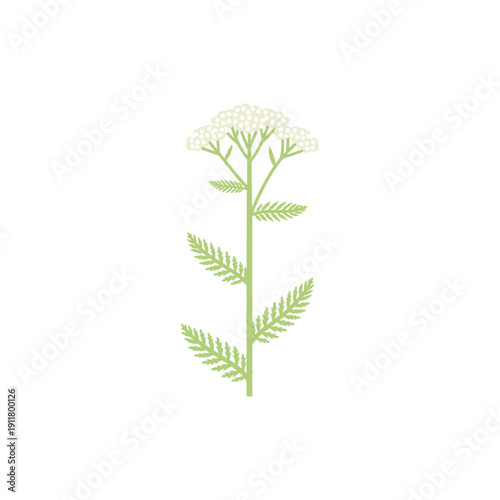 Tall Yarrow Plant Icon with White Flowers and Pale Green Serrated Leaves, Botanical Vector