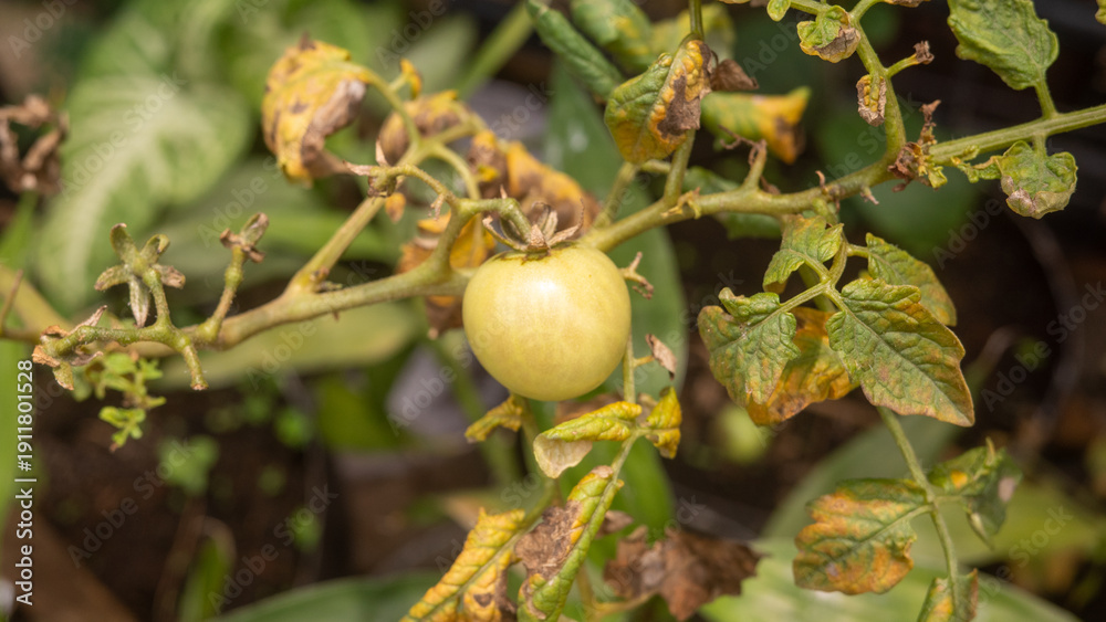 Obraz premium poppy seed pods