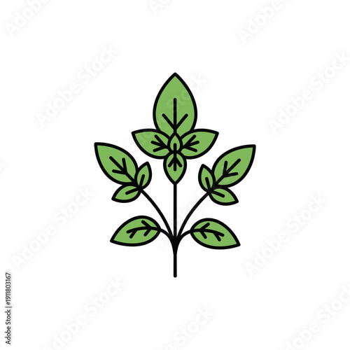 Basil Plant with Three Sprigs, Flat Green Herb Vector Illustration for Garden