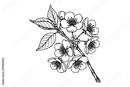 Vintage cherry blossom branch engraving, antique sakura flower sketch and botanical spring illustration in woodcut style isolated