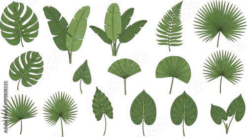 A vibrant collection of diverse tropical foliage illustrations showcasing various exotic leaves perfect for design projects and botanical themes, including monstera, palm, and fern designs