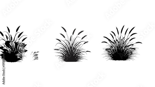 Silhouettes of Grasses and Reeds, Isolated on White Background