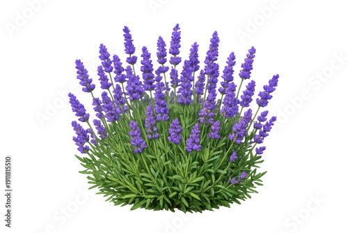 Purple lavender flowering plant bush with green leaves