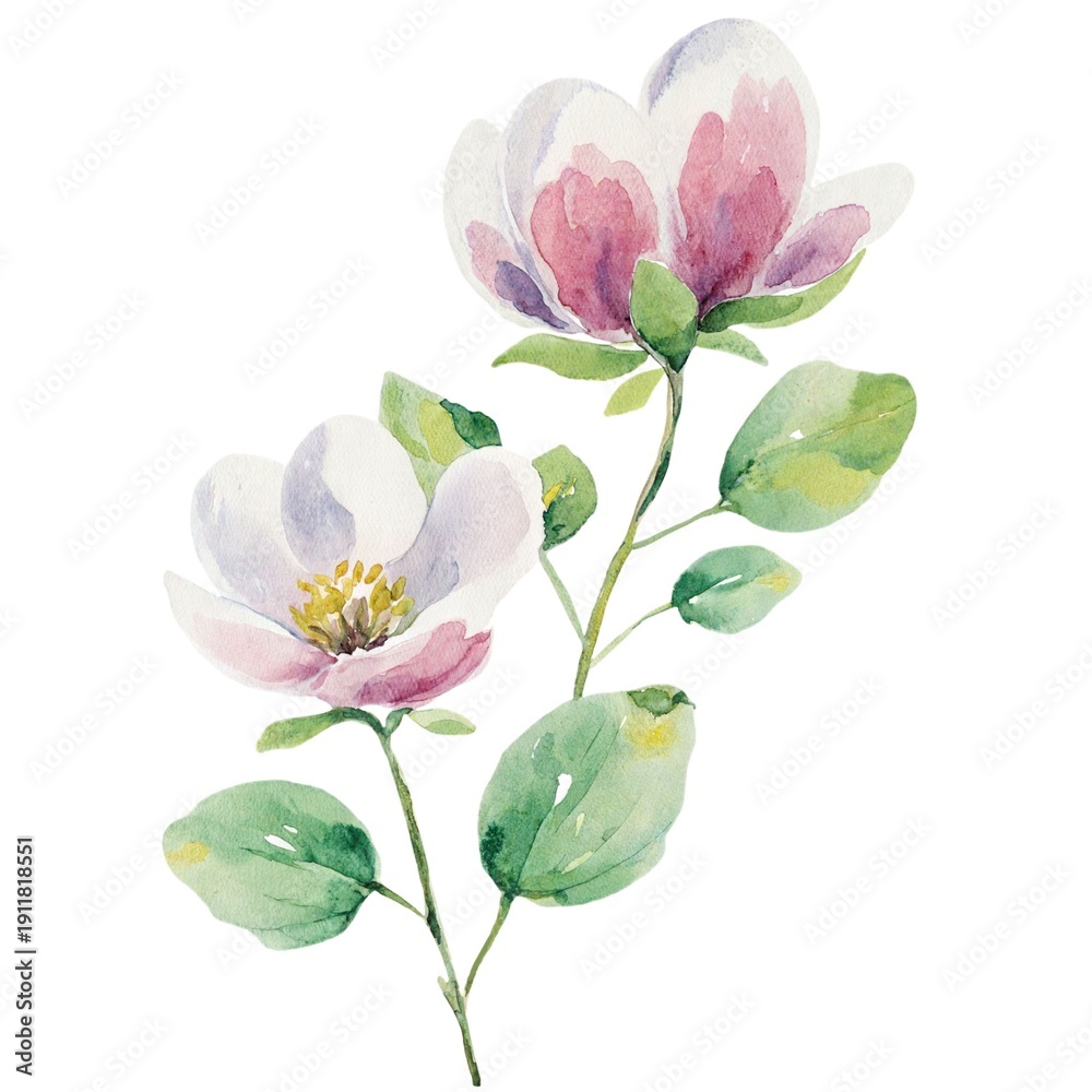 Obraz premium Watercolor magnolia blossoms with leaves on white