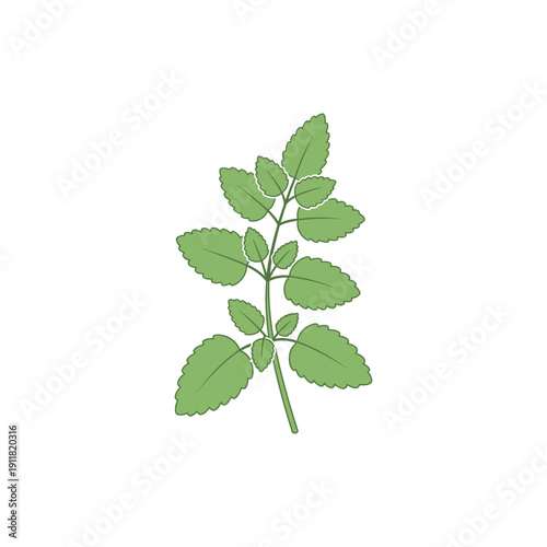 Lemon Balm Botanical Flat Design Clear Plant Structure Clean Shapes Vector