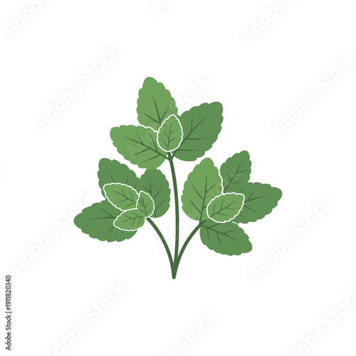 Lemon Balm Botanical Flat Design with Compact Leaves and Minimal Stems Vector Illustration
