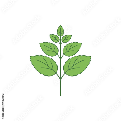 Lemon Balm Botanical Flat Design with Gentle Curves and Simple Structure Vector Illustration