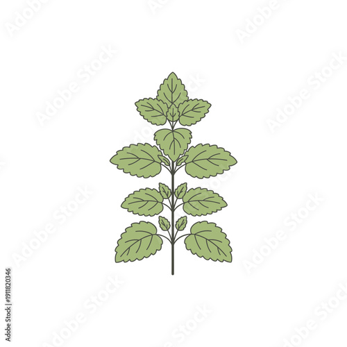 Lemon Balm Botanical Flat Design with Evenly Layered Leaves and Stems Vector Illustration