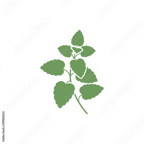 Lemon Balm Botanical Flat Design with Gentle Rounded Leaves and Solid Colors Vector Illustration