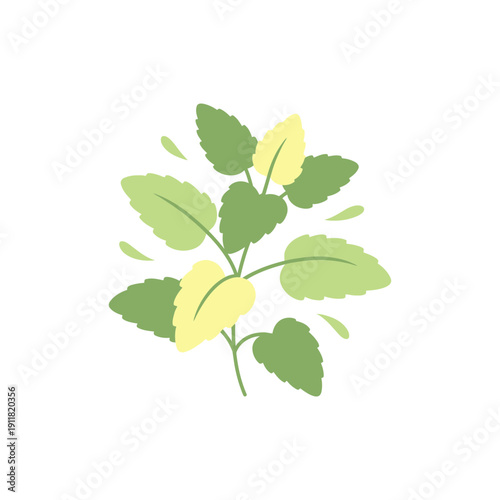 Lemon Balm Botanical Flat Design with Gentle Leaf Motion and Solid Colors Vector Illustration