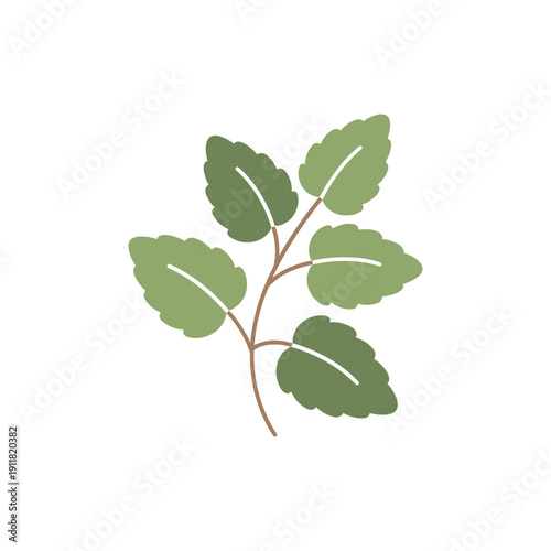 Lemon Balm Botanical Flat Design with Smooth Curves and Balanced Layout Vector Illustration