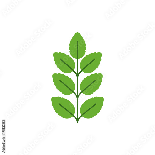 Lemon Balm Botanical Flat Design with Minimal Shading and Vibrant Green Tones Vector Illustration