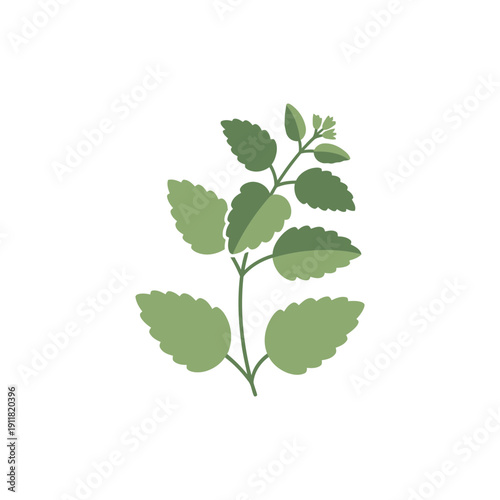 Lemon Balm Botanical Flat Design with Smooth Curves and Tidy Leaf Spacing Vector Illustration