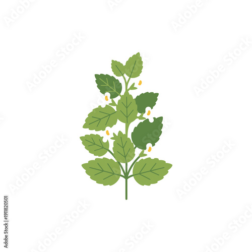 Lemon Balm Botanical Icon Featuring Abstract Botanical Style Solid Colors 2D Vector