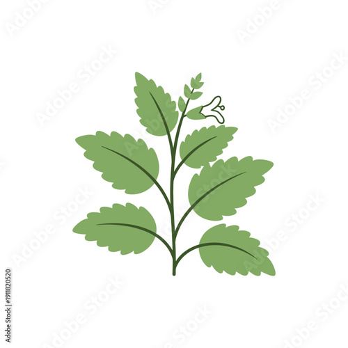 Lemon Balm Botanical Icon Featuring Calm Flat Plant Identity 2D Vector Illustration
