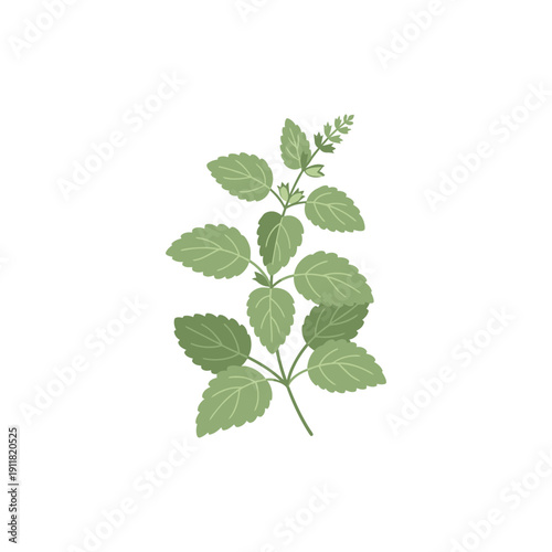 Lemon Balm Botanical Icon Featuring Calm Herbal Flat Vector Style 2D Illustration