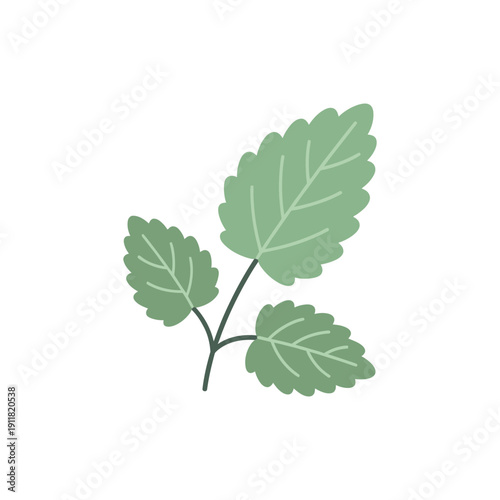 Lemon Balm Botanical Icon with Elegant Flat Botanical Form Decorative 2D Vector Illustration