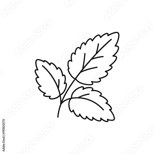 Lemon Balm Botanical Icon with Gentle Organic Curves Flat 2D Herbal Plant Vector Illustration
