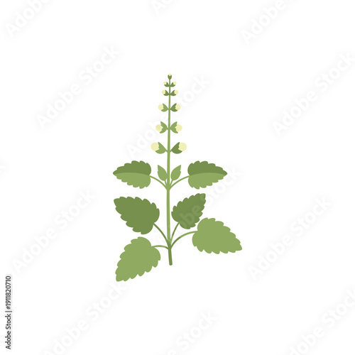Lemon Balm Plant Simple Elegant Flat Botanical Herbal Vector Illustration