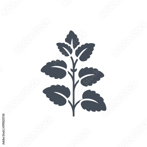 Lemon Balm Plant Smooth Curves Compact Form Flat Botanical Herbal Vector Illustration