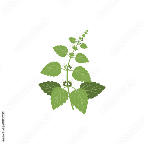 Lemon Balm Botanical Illustration Balanced Negative Space Flat 2D Herbal Vector
