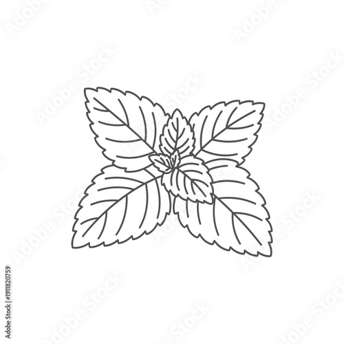 Lemon Balm Botanical Illustration Clean Layered Leaves Flat 2D Herbal Vector