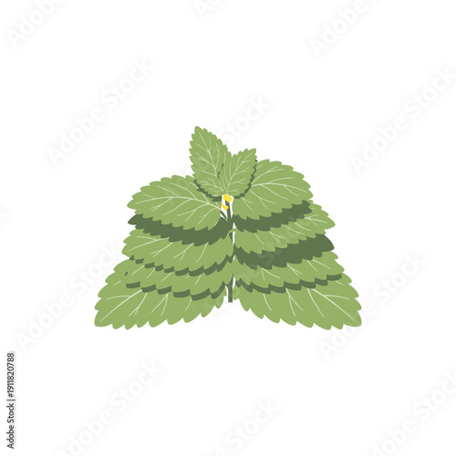 Lemon Balm Botanical Illustration with Layered Leaf Stacks Flat Vector Herbal Art
