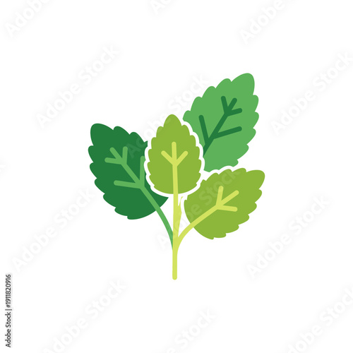 Lemon Balm Herb with Playful Leaf Overlap and Bold Colors Botanical Illustration