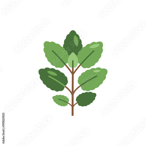 Lemon Balm Herb Flat Design Simple Shapes Strong Plant Identity Botanical 2D Vector Illustration