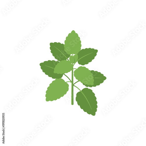 Lemon Balm Herb Flat Design Smooth Shapes Neat Layout Green Botanical 2D Vector Illustration