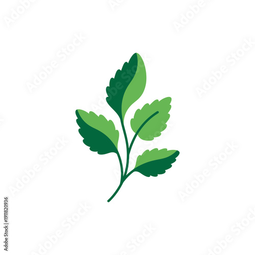 Lemon Balm Herb with Organic Curves and Bold Greens Botanical Plant Illustration