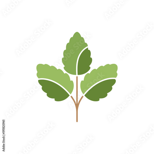 Lemon Balm Herb Flat Design Smooth Transitions Between Leaf Shapes Botanical 2D Vector Illustration