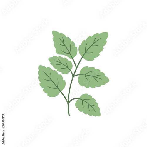 Lemon Balm Herb Flat Design Soft Green Tones Solid Fills Botanical 2D Vector Illustration