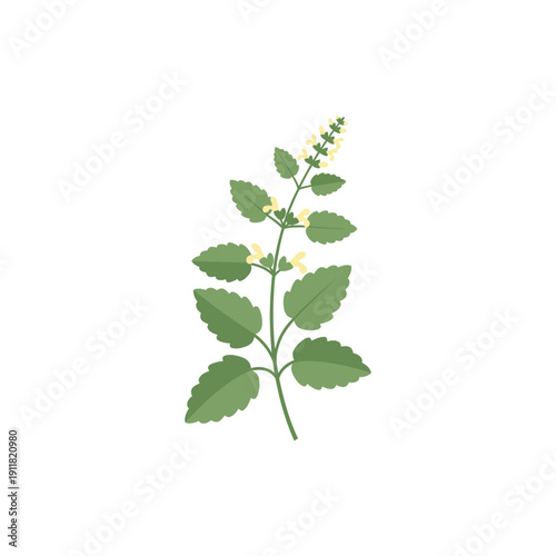 Lemon Balm Herb Flat Design Tidy Composition Minimal Details Botanical 2D Vector Illustration