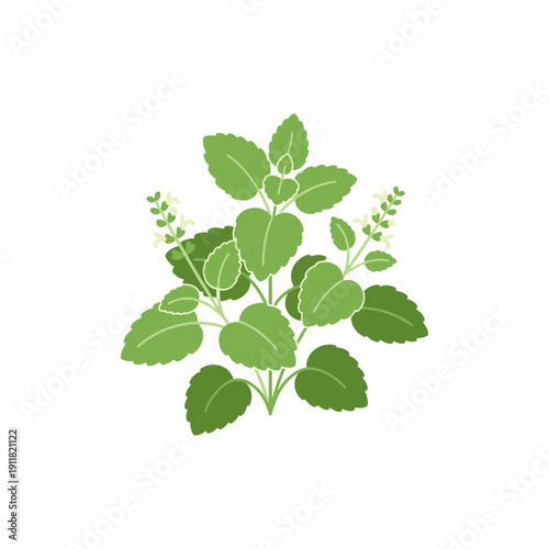 Lemon Balm Herb Icon with Smooth Shapes and Clear Outlines Flat Botanical Vector Illustration