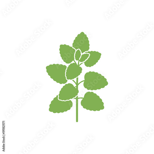 Lemon Balm Herb Icon Showing Calm Clean Flat Plant Illustration Botanical Vector